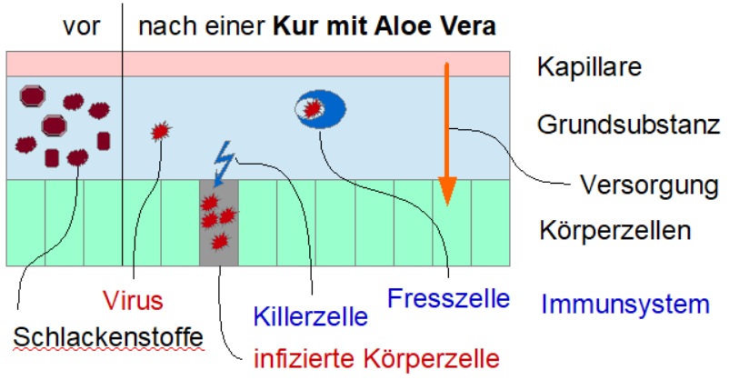 AloeVera Grundsubstanz