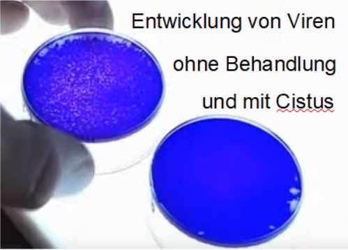 Cistus incanus Wirkung